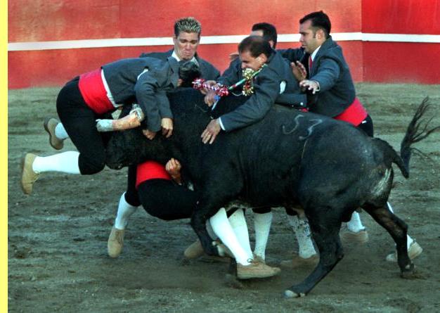 Pobre touro...
