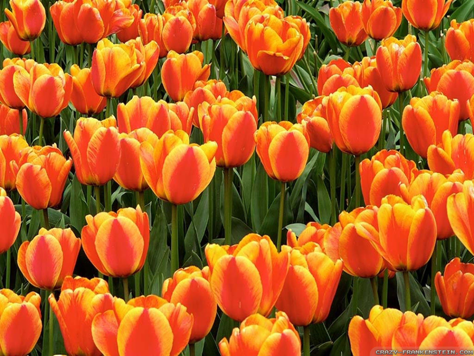 Tulipas.