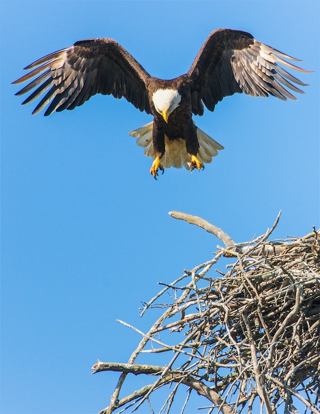 Águia, foto de Richard Lee.